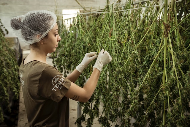 Cannabis drying